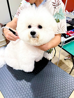 施術中の犬