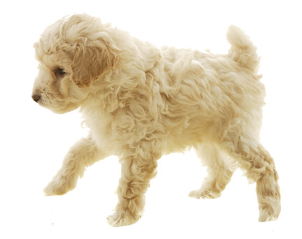 犬